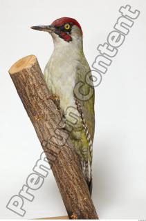 Green Woodpecker - Picus viridis 0001